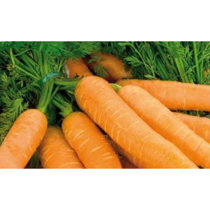 Carottes