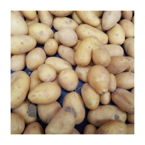 Grenaille de chair ferme