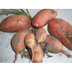 Patate douce blanche et rouge