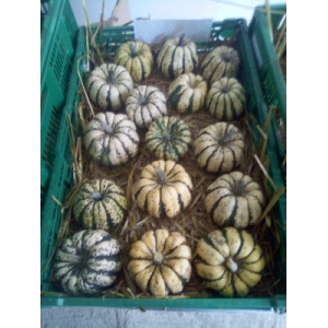 Patidou entre 500g et 650g