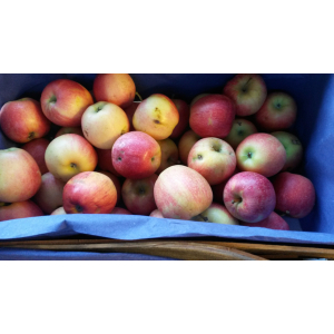 Pomme gala