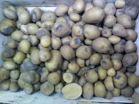 Pomme de terre moche