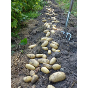 Pomme de terre amandine