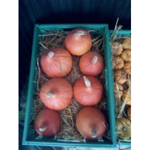 Potimarron entre 600g et 1 kg