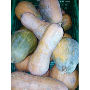 Sucrine du berry 100%bio