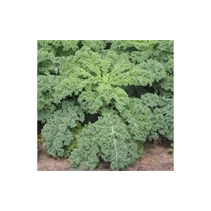 Chou kale