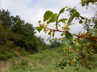 🐝😋assortiment de miels en trio (6)