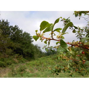 🐝😋assortiment de miels en trio (6)