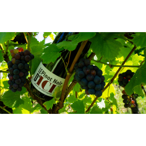 Le pinot noir barrique d'ici