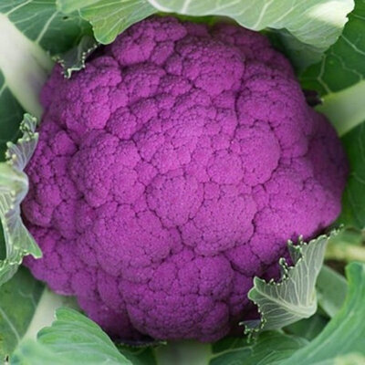 Chou-fleur violet