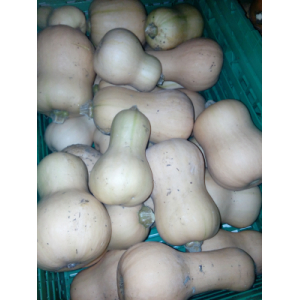 Butternut 100% bio