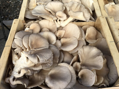 Pleurote