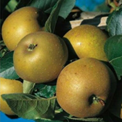 Pomme reinette grise du canada bio