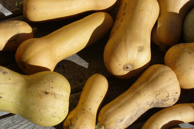Butternut