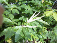 🐝duo châtaignier - printemps (19)