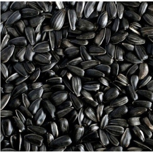 Graines de tournesol