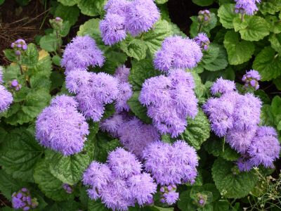 Ageratum plant