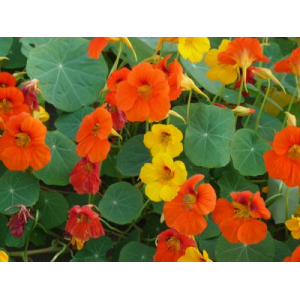 Capucine grimpante en mélange