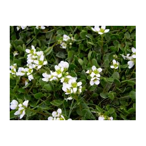 Cochléaire officinale