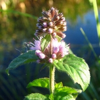 Menthe aquatique