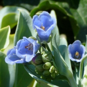 Mertensia maritima