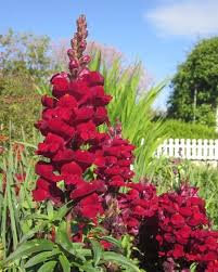 Muflier rouge