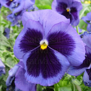 Pensée ‘lac de thoune’