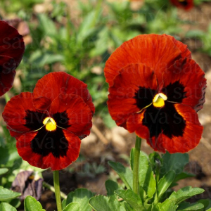 Pensée ‘lueur des alpes’