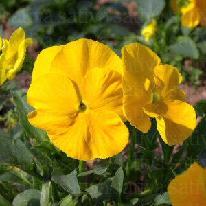 Pensée ‘mönch’