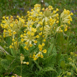 Primevère officinale