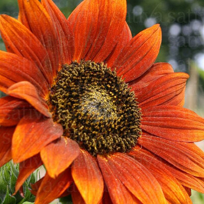 Tournesol ‘velvet queen’