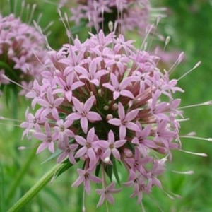 Crucianella stylosa (parfum cannabis