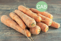 Carottes de sable bio