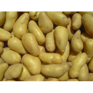 Pdterre bernadette risque piqûre