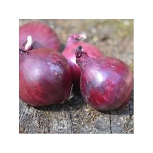 Oignons rouges bio