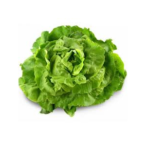 Salade laitue en conversion bio