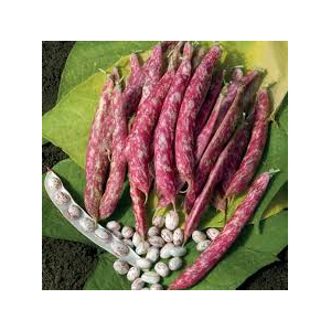 Haricot écossant ceuilli main