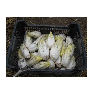 Endive de pleine terre