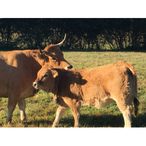 Escalope de veau aubrac