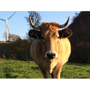 Jarret de boeuf aubrac (avec os)