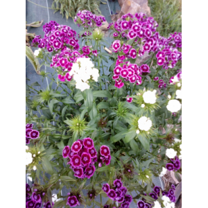 Oeillet des poètes plant