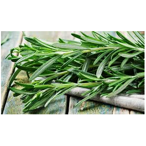 Plant de romarin : aromatique