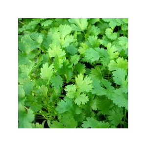 Plant de coriandre : aromatique