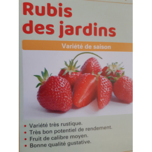 Plants de fraisiers rubis des j /10