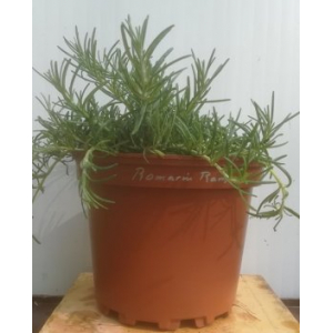 Romarin rampant en pot de 17 cm