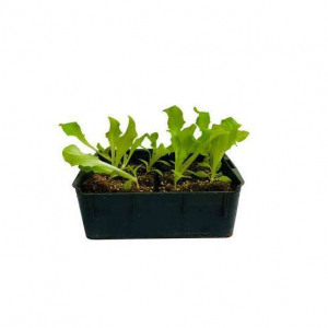 Plant salade batavia brune