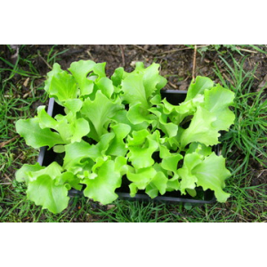Plant salade batavia blonde