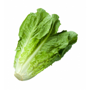 Plants salade romaine
