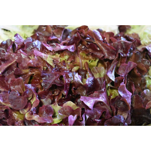 Plant salade chene brune