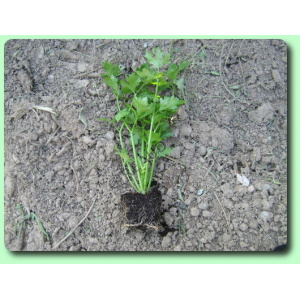 Plant celeri branche